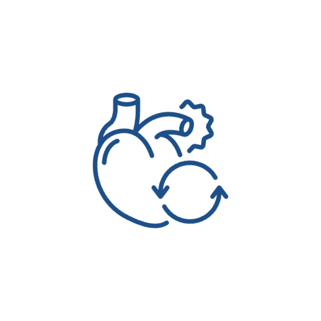 心臟與循環系統